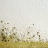 Mould growth on wall